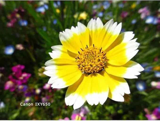 Canon PowerShot IXY 650 / ELPH 360 HS Compact Digital Camera - Silver